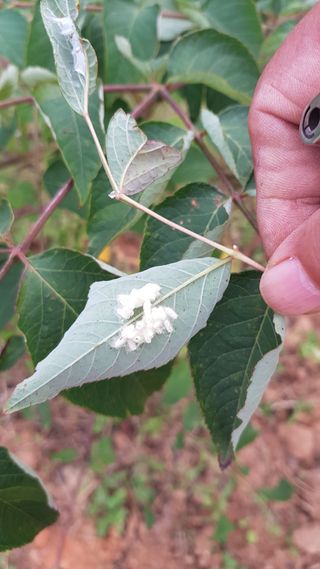자연과함께하는농업인님의 두릅 · 병해충상담 작성글 사진