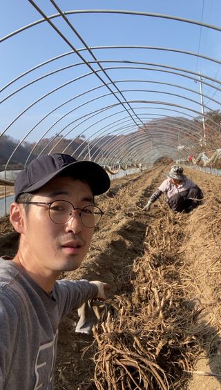 와탕카시대님의 두릅 · 삽목•정식 작성글 사진