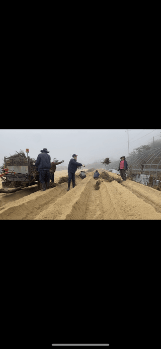 와탕카시대님의 두릅 · 삽목•정식 작성글 사진