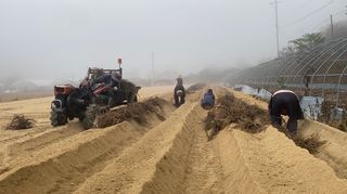 와탕카시대님의 두릅 · 삽목•정식 작성글 사진