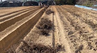 와탕카시대님의 두릅 · 삽목•정식 작성글 사진