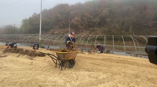 와탕카시대님의 두릅 · 삽목•정식 작성글 사진