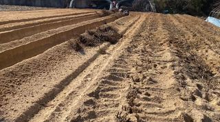 와탕카시대님의 두릅 · 삽목•정식 작성글 사진