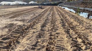 와탕카시대님의 두릅 · 삽목•정식 작성글 사진