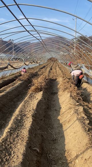 와탕카시대님의 두릅 · 삽목•정식 작성글 사진