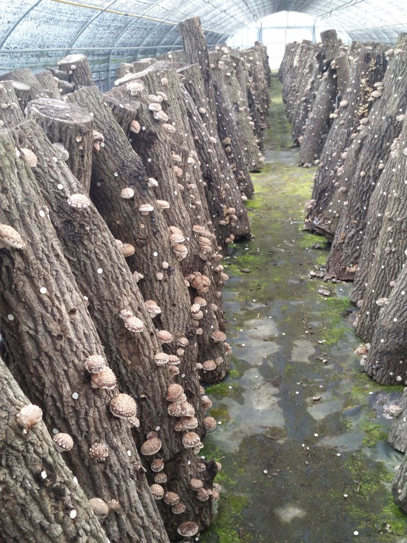 ㄱ   이환철 방자표고버섯님의 장터 판매 상품 [유기농원목표고버섯 1kg] 첨부 사진