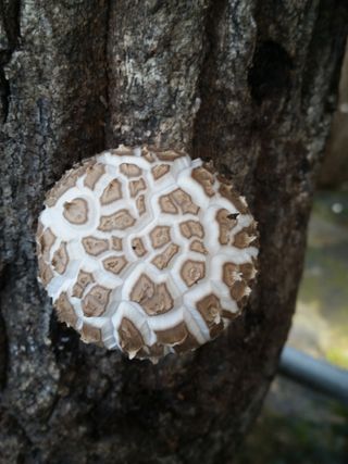 ㄱ 이환철 방자표고버섯님의 작성글 사진