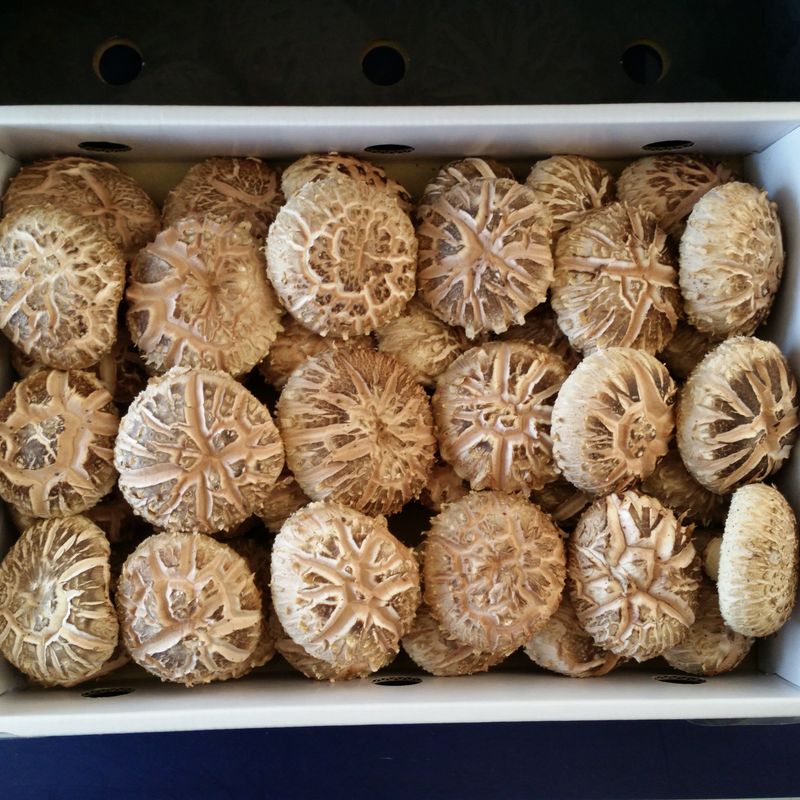 ㄱ   이환철 방자표고버섯님의 장터 판매 상품 [유기농원목표고버섯 1kg] 첨부 사진