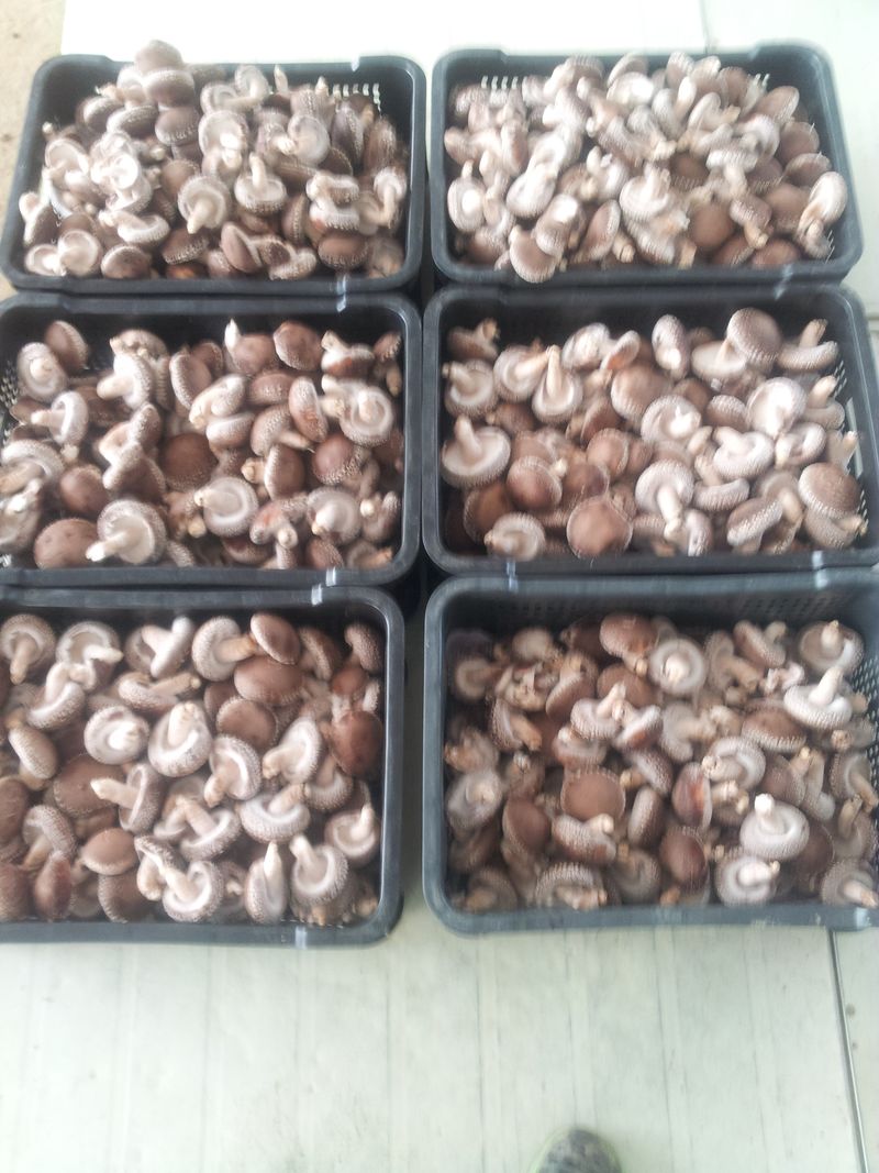 ㄱ   이환철 방자표고버섯님의 장터 판매 상품 [유기농원목표고버섯 1kg] 첨부 사진