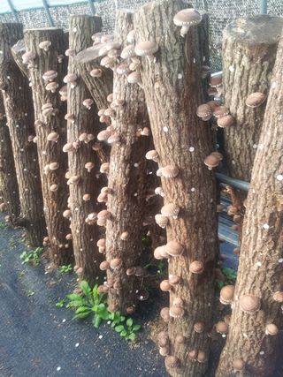 ㄱ 이환철 방자표고버섯님의 작성글 사진