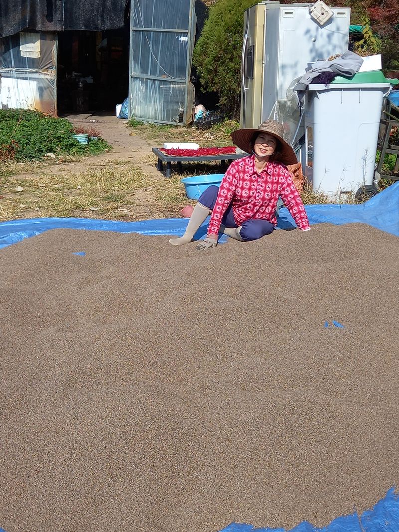 장터 상품 [들깨.팝니다] 썸네일