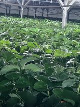 팜모닝 딸기·수확 게시글 이미지