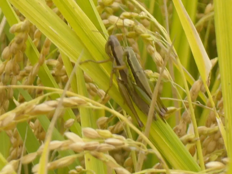 약초를사랑한짱아줌마님의 장터 판매 상품 [햅쌀 / 백미(일품)20kg] 첨부 사진