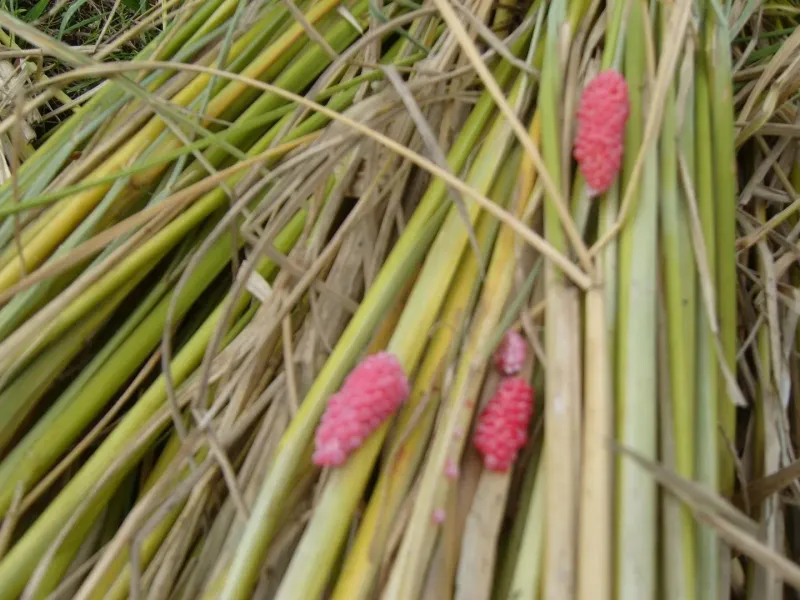 장터 상품 [햅쌀 / 백미(일품)20kg] 썸네일