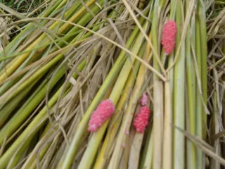 약초를사랑한짱아줌마님의 작성글 사진