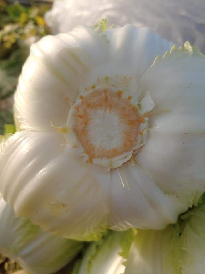 장터 상품 [무농약 베타카로틴 (항암배추) ] 썸네일