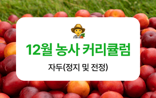 자두 농사도우미님의 자두 · 농사길잡이 작성글 사진