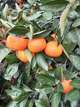 부금리(금강농원)님의 귤 · 일상 작성글 사진