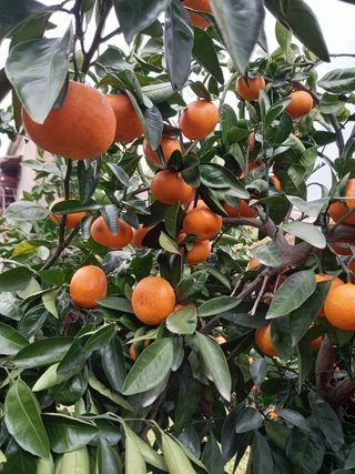 부금리(금강농원)님의 귤 · 일상 작성글 사진