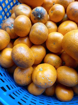 부금리(금강농원)님의 귤 · 일상 작성글 사진