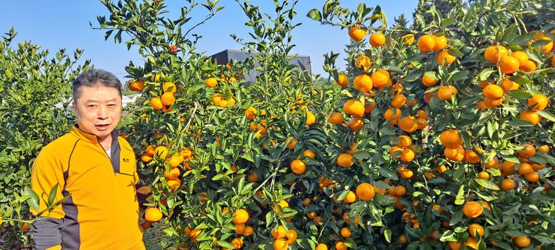 장터 상품 [감귤] 썸네일