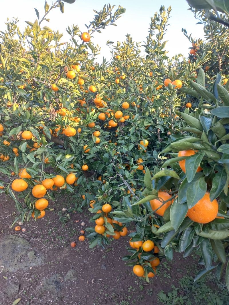알 수 없음님의 장터 판매 상품 [감귤] 첨부 사진