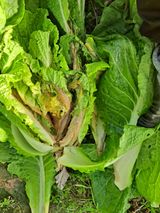 팜모닝 배추·병해충상담 게시글 이미지