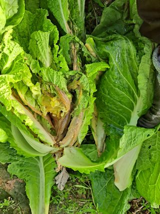 고영렬님의 배추 · 병해충상담 작성글 사진