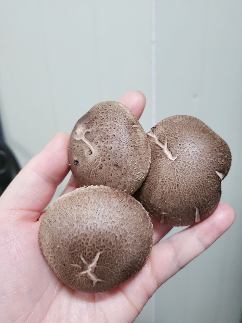 장터 상품 [무농약표고버섯2키로] 썸네일