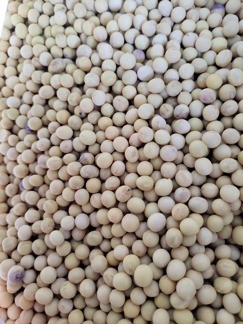 장터 상품 [대원콩 (메주.두부)용1kg] 썸네일