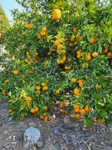 팜모닝 · 게시글 이미지