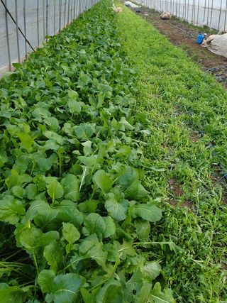 김화연님의 기타작물 · 자유게시판 작성글 사진