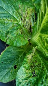 팜모닝 기타작물·병해충상담 게시글 이미지