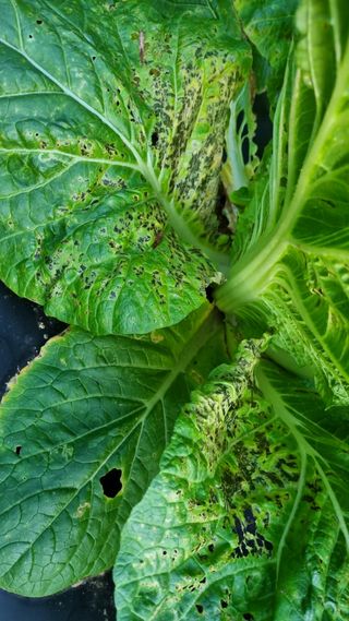 조원균님의 기타작물 · 병해충상담 작성글 사진