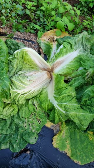 조원균님의 기타작물 · 병해충상담 작성글 사진