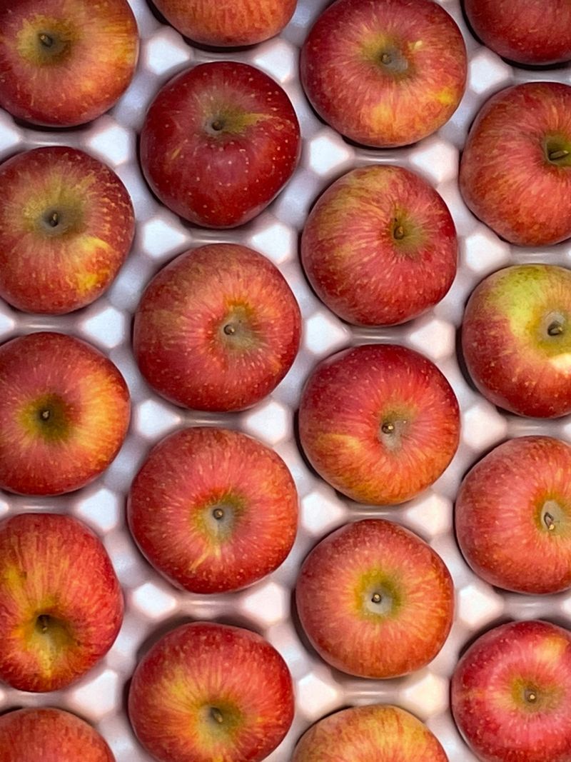 조순자님의 장터 판매 상품 [청송 부사 사과 5kg, 10kg] 첨부 사진