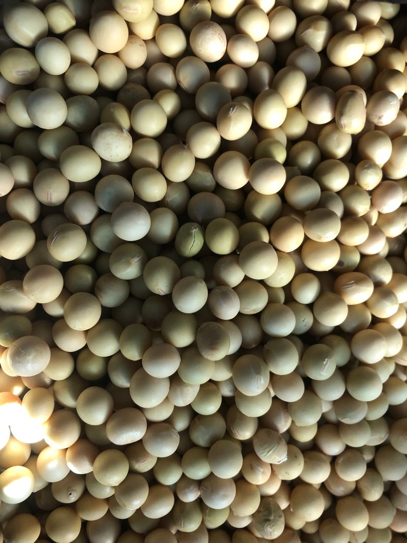 이강주님의 장터 판매 상품 [메주콩 8kg] 첨부 사진