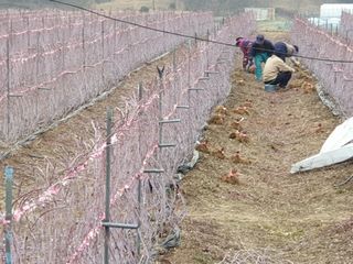 우성국(상주에덴농원) 57님의 기타작물 · 병해충상담 작성글 사진