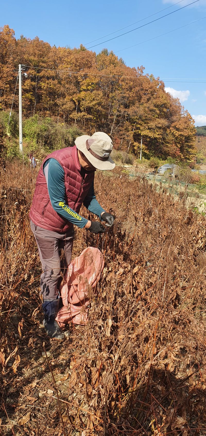 장터 상품 [눈개승마 씨앗 판매  종이컵 1컵(50g)] 썸네일