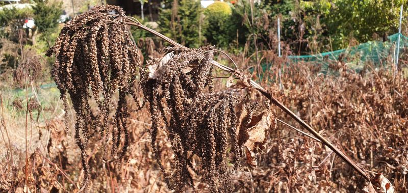 한상권님의 장터 판매 상품 [눈개승마 씨앗 판매  종이컵 1컵(50g)] 첨부 사진