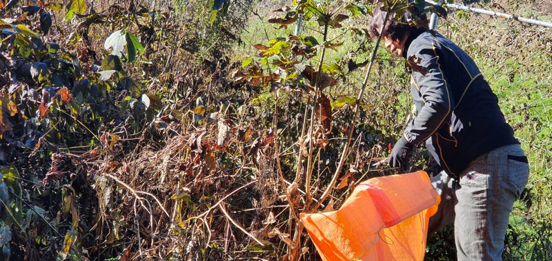 한상권님의 장터 판매 상품 [눈개승마 씨앗 판매  종이컵 1컵(50g)] 첨부 사진