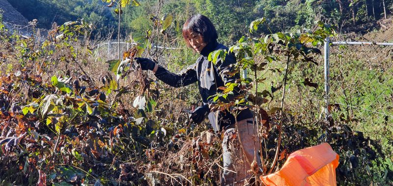 한상권님의 장터 판매 상품 [눈개승마 씨앗 판매  종이컵 1컵(50g)] 첨부 사진