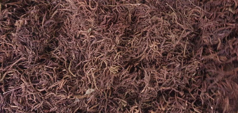 한상권님의 장터 판매 상품 [눈개승마 씨앗 판매  종이컵 1컵(50g)] 첨부 사진