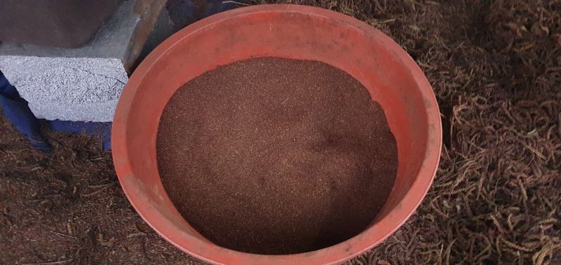 한상권님의 장터 판매 상품 [눈개승마 씨앗 판매  종이컵 1컵(50g)] 첨부 사진