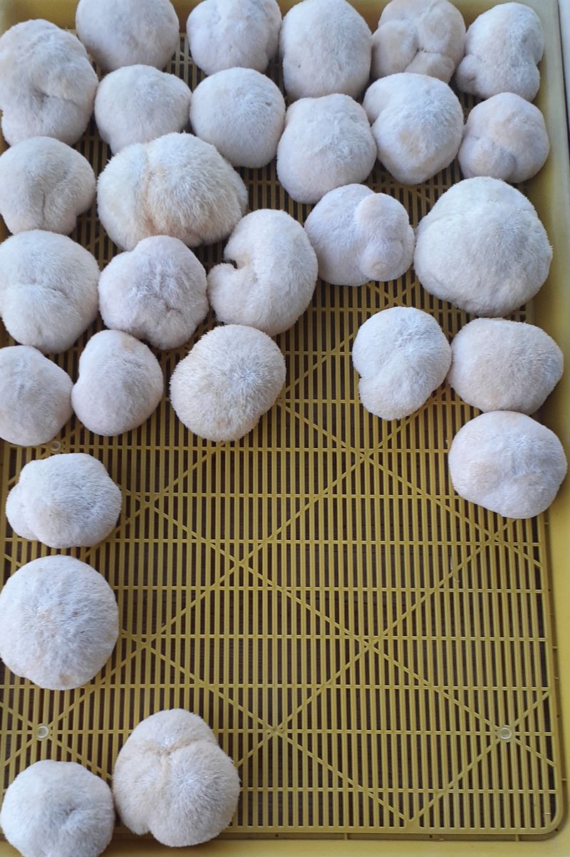 구ㅡ름님의 장터 판매 상품 [건 노루궁댕이버섯 100g] 첨부 사진