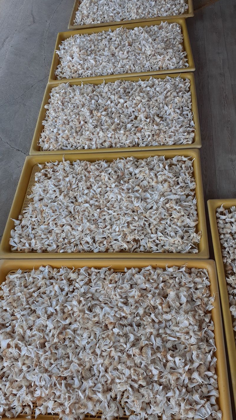 장터 상품 [건 노루궁댕이버섯 100g] 썸네일