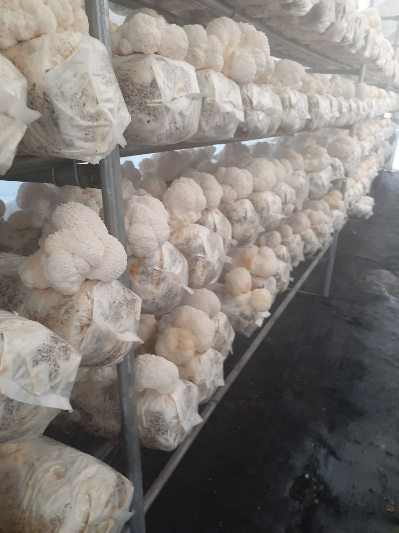 구ㅡ름님의 장터 판매 상품 [건 노루궁댕이버섯 100g] 첨부 사진