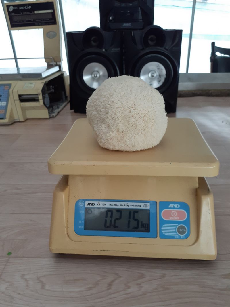 구ㅡ름님의 장터 판매 상품 [건 노루궁댕이버섯 100g] 첨부 사진