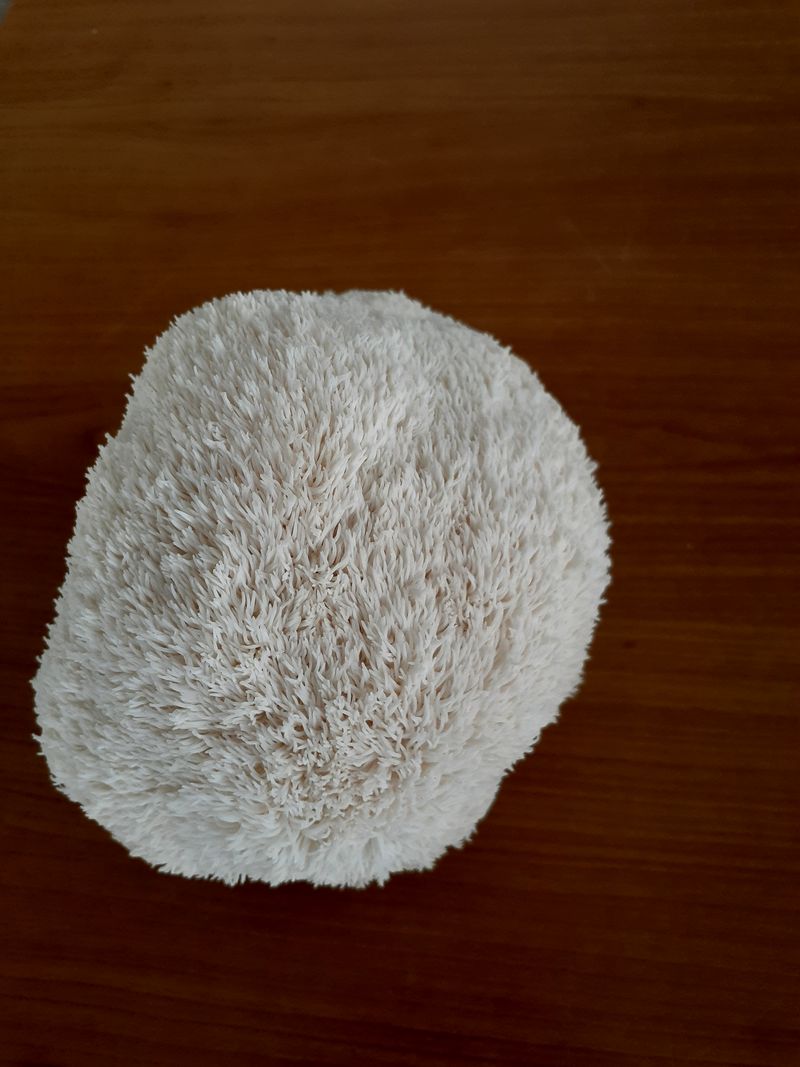 구ㅡ름님의 장터 판매 상품 [건 노루궁댕이버섯 100g] 첨부 사진