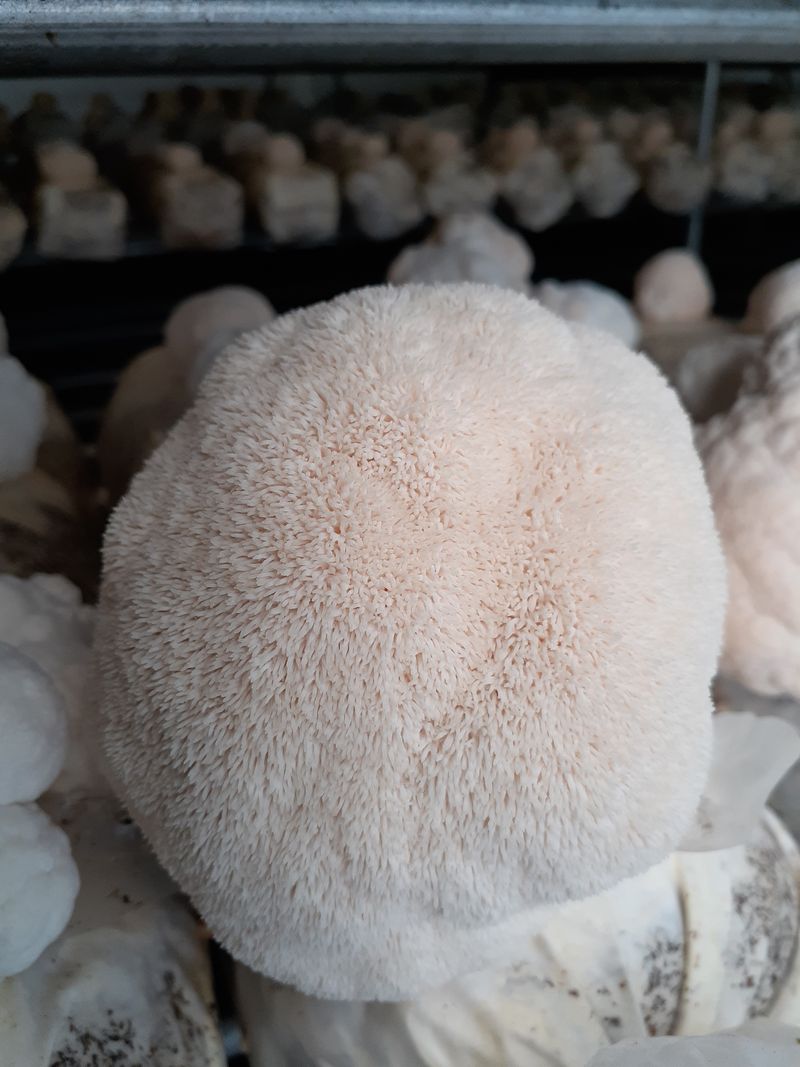 구ㅡ름님의 장터 판매 상품 [건 노루궁댕이버섯 100g] 첨부 사진